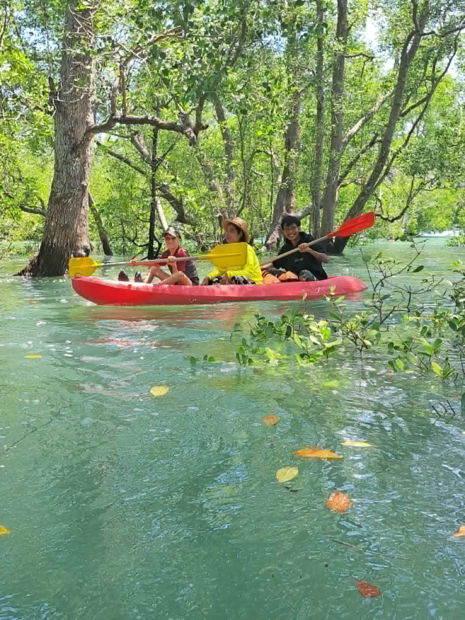 Guests kayaking through the mangroves