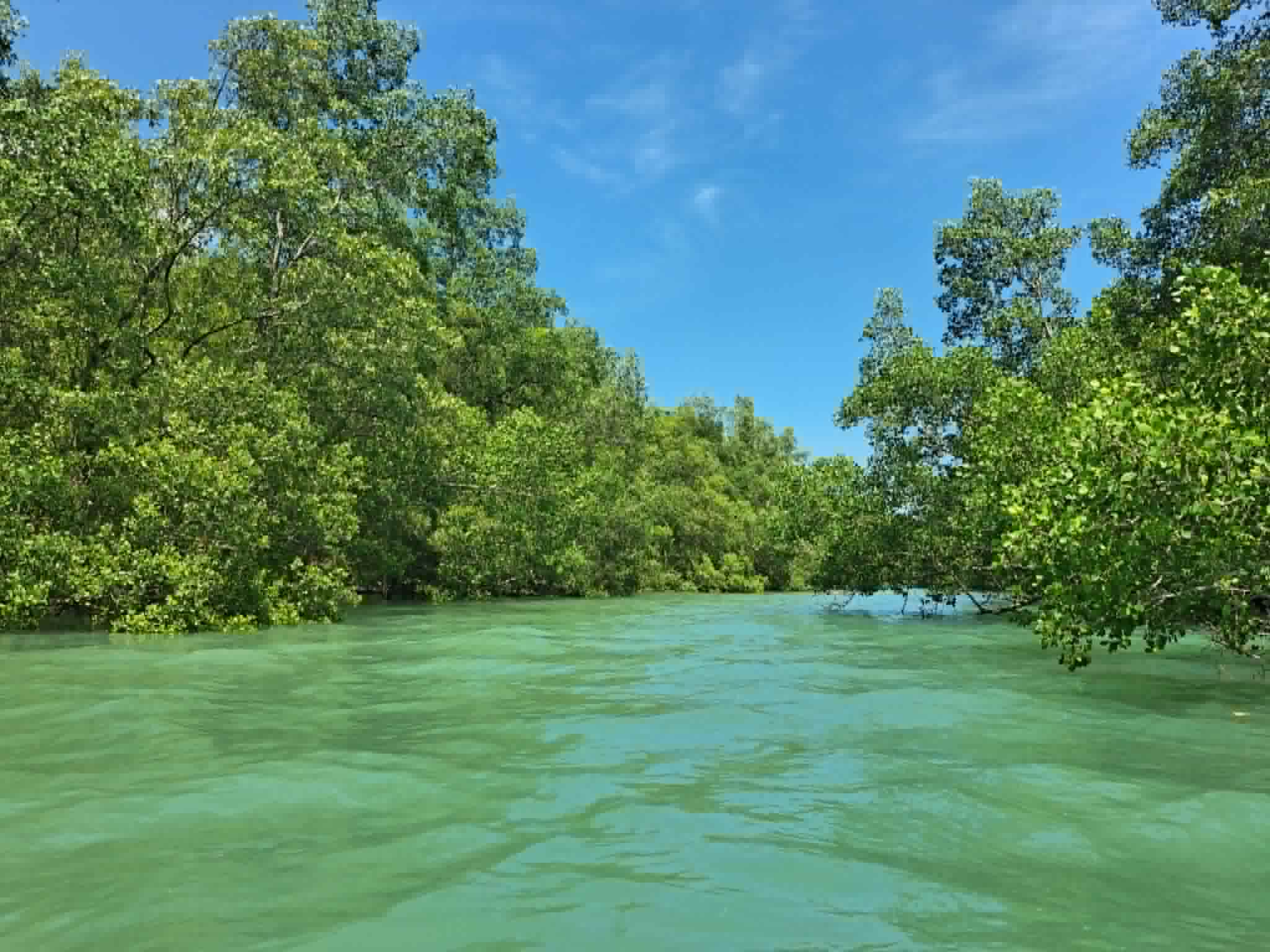 Mangrove canal kayak route