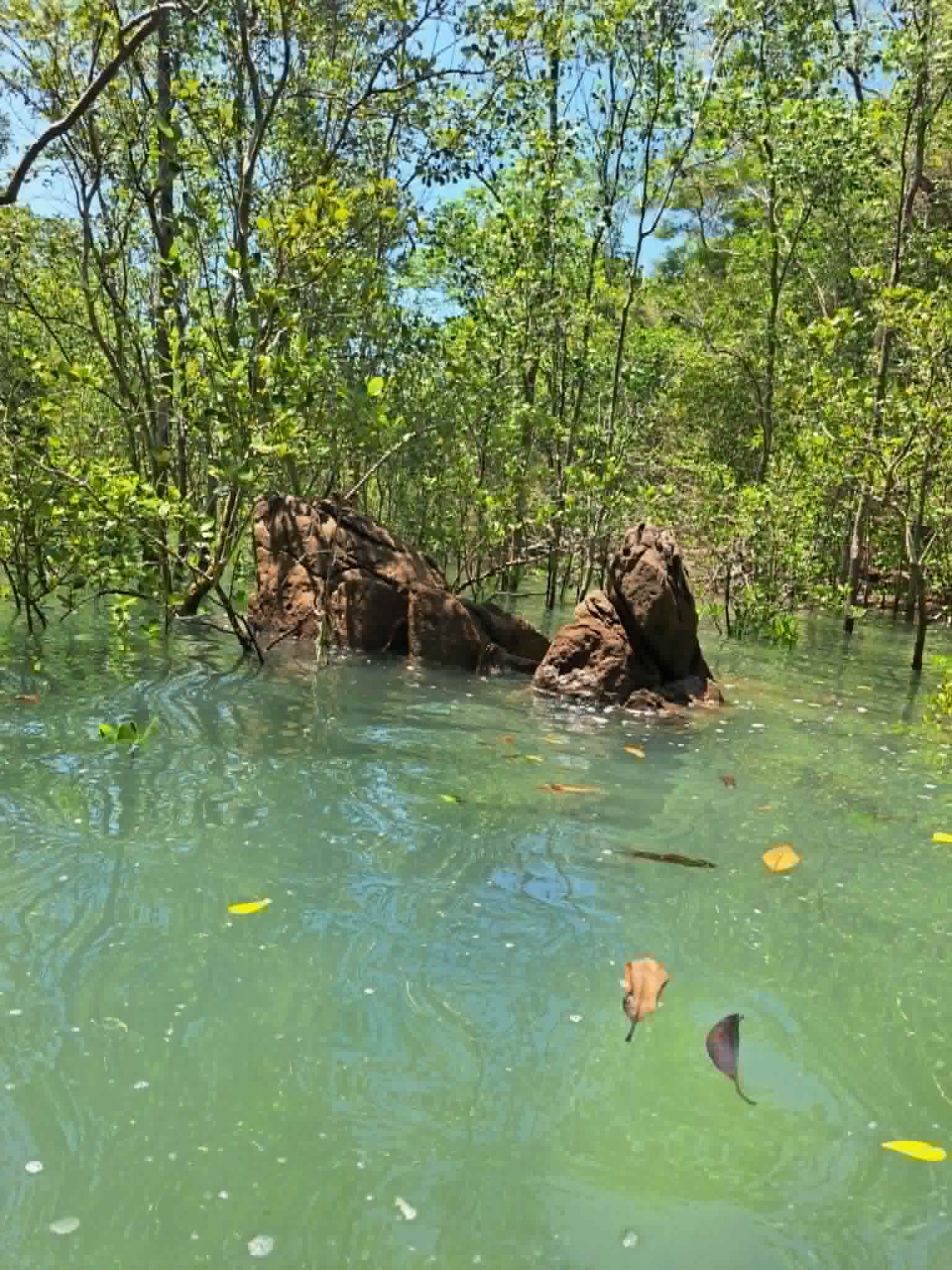 Mangrove rocks and clear water